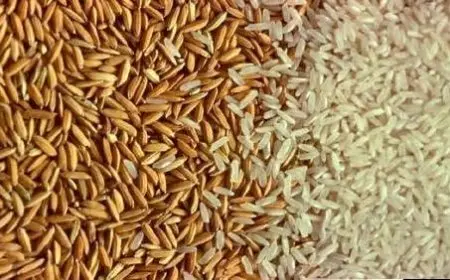 ليه لازم تخزن رز النهاردة؟.. تعرف على سعر طن الأرز الشعير اليوم الأحد 25 أغسطس 2024 لكل التجار