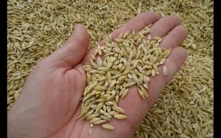 وقت التخزين بدء.. سعر طن الأرز الشعير اليوم السبت 31 اغسطس 2024 للتجار والمستهلكين وأصحاب المطاعم