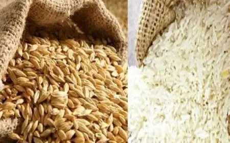 الأرز الشعير غلي ولا لسه؟.. اعرف سعر طن الأرز الشعير اليوم الأحد 1 سبتمبر 2024 في الأسواق والمنافذ قبل ما تنزل تشتري