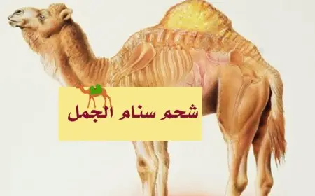 تجربتي مع سنام الجمل للشعر والبشرة واهم الفوائد الصحية الأخرى لسنام الجمل