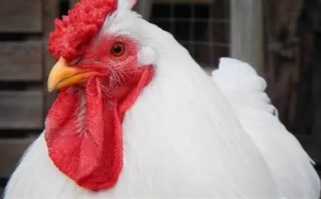 أسعار الفراخ اليوم وفق بيان بورصة الدواجن اليوم الإثنين 4-11-2024 داخل المحلات والاسواق