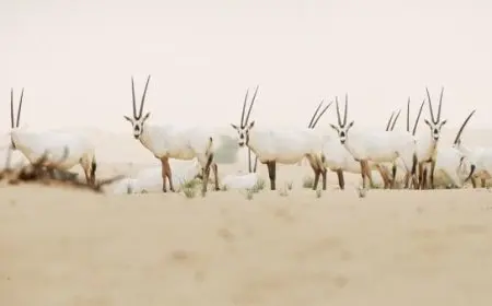 المحميات الطبيعية في الإمارات