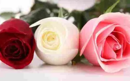 ماذا يعني الورد للمرأة