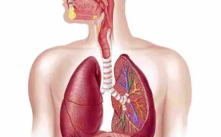الية التنفس عند الانسان