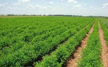 كيفية الحصول على أرض زراعية من الدولة