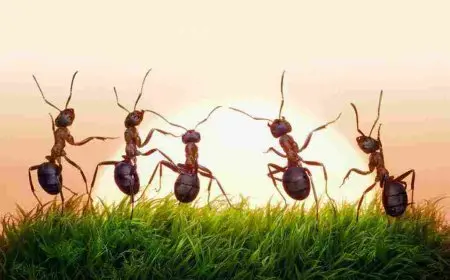 طرق التخلص من النمل نهائيا