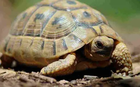 هل وجود السلحفاة في المنزل خير أم شر