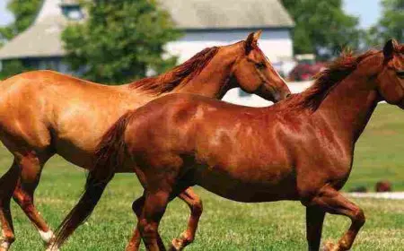 ما هو صوت الحصان