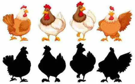 ماذا يسمى صوت الدجاج