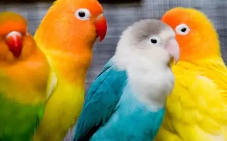 معلومات عن طائر الروز