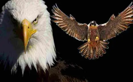 الفرق بين النسر والصقر