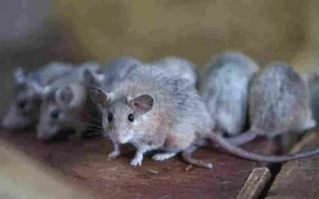 القضاء على الفئران بالأعشاب