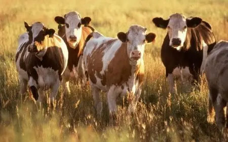 متى ينزل دعم المواشي هذا الشهر 1446