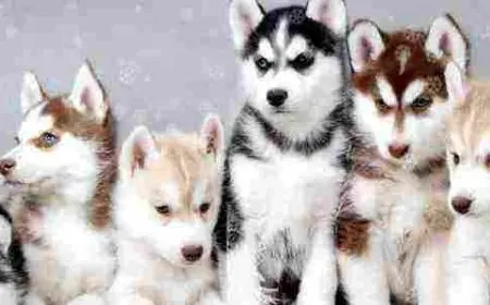 معلومات عن كلاب الهاسكي