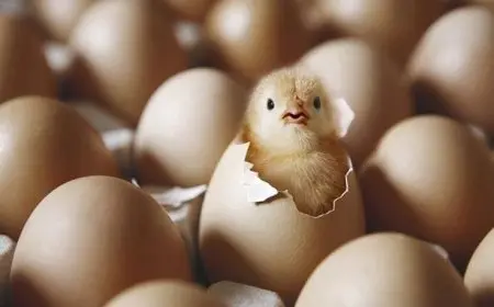 كيف تجعل البيض يفقس في يوم واحد