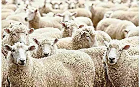 كيف اخلي الغنم تسمن .. أفضل خلطة علف تسمين الخراف