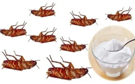 أضرار بودرة الصراصير على الإنسان