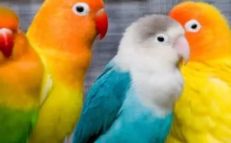 همة حتى القمة اليوم الوطني 1446 شعار اليوم ومعناه