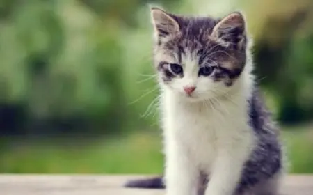 أجمل أسماء قطط كيوت ذكور واناث 2024