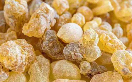 شكل اللبان الذكر الأصلي