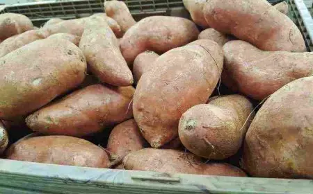 طريقة زراعة البطاطا الحلوة في المنزل