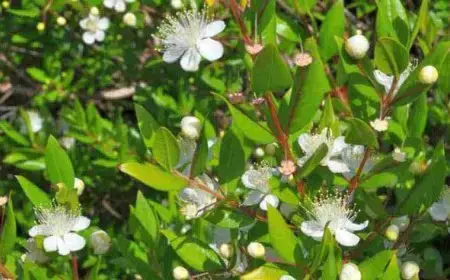 فوائد عشبة الآس وطريقة استخدامها