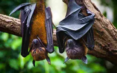 الفرق بين الوطواط والخفاش