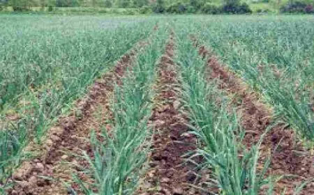 مواعيد زراعة البصل والثوم وكيفية زراعة البصل من الألف إلى الياء