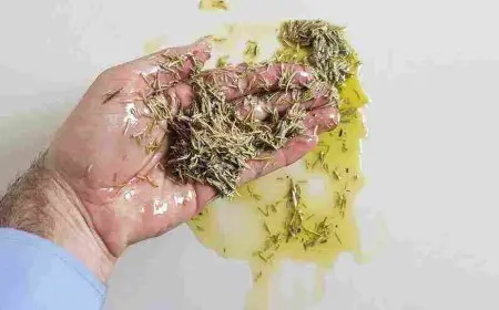 عشبة الاس للشعر جابر القحطاني