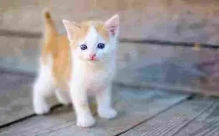 كيف اعرف عمر القط