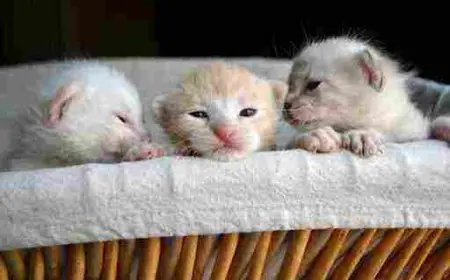 مشاكل القطط بعد الولادة