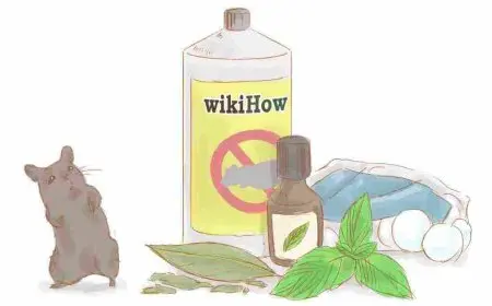 كيفية التخلص من الفئران نهائيا