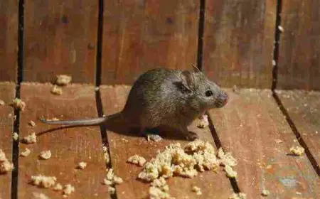 ما الذي يكرهه الفئران في المنزل