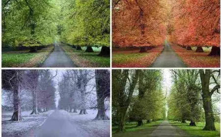 فصول السنة في السعودية