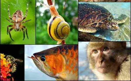 أنماط التنفس عند الحيوانات