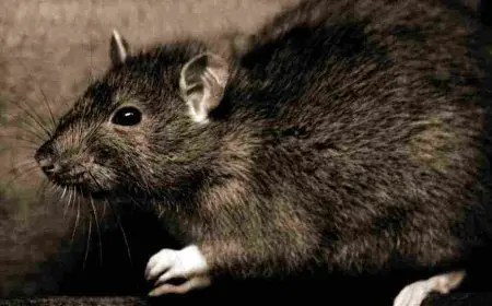 التخلص من الجرذان في المنزل