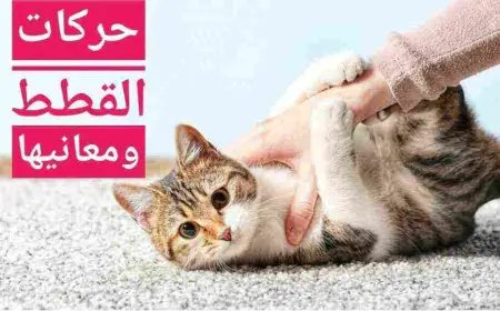 تصرفات القطط ومعانيها