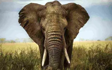 ما هو إسم أنثى الفيل