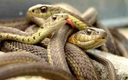 أين توجد حاسة الشم لدى الثعبان؟