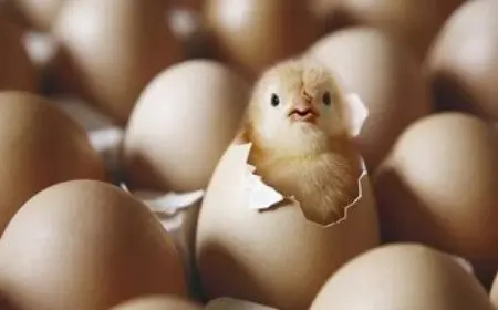 كم عدد سكان تونس