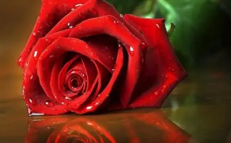 أنواع الورد وأسمائها بالصور