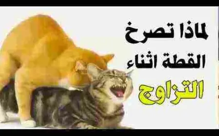 صوت القطط عند التزاوج