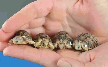 فوائد السلحفاة في المنزل