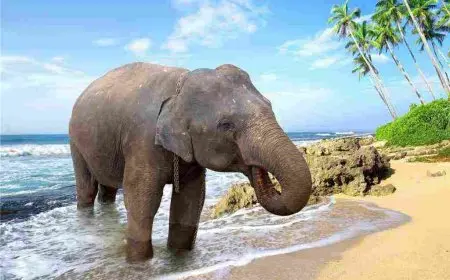 كم مدة حمل الفيل