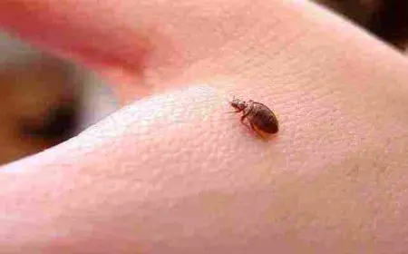 القضاء على البق نهائيًا