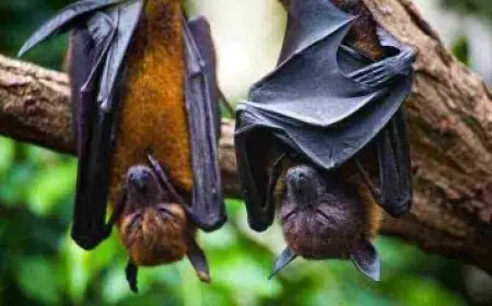 تاريخ اليوم في السعودية