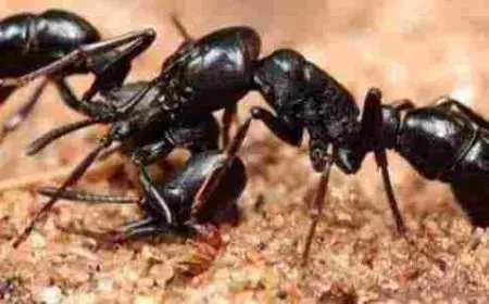 معلومات عن النمل مختلفة