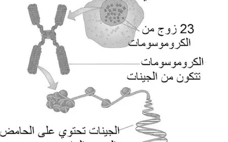 تركيب الخلية الحيوانية