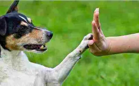 كيفية تدريب الكلاب