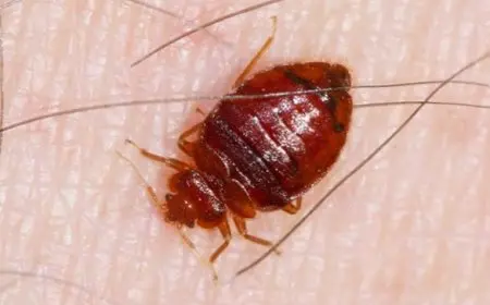 كيفية التخلص من البراغيث من الجسم